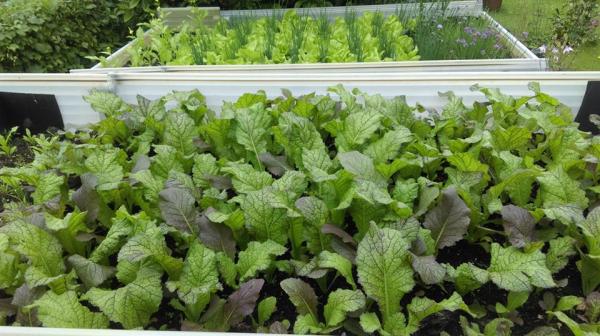 Ông bố Việt sở hữu vườn rau sạch ăn quanh năm không hết ở Đức - 1 Ông bố Việt sở hữu vườn rau sạch ăn quanh năm không hết ở Đức - 1