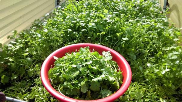 Ông bố Việt sở hữu vườn rau sạch ăn quanh năm không hết ở Đức - 2 Ông bố Việt sở hữu vườn rau sạch ăn quanh năm không hết ở Đức - 2