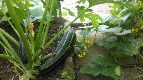 Ông bố Việt sở hữu vườn rau sạch ăn quanh năm không hết ở Đức - 3 Ông bố Việt sở hữu vườn rau sạch ăn quanh năm không hết ở Đức - 3