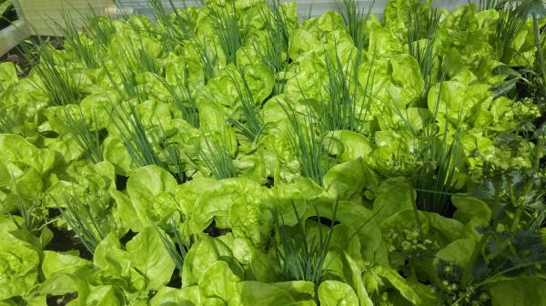 Ông bố Việt sở hữu vườn rau sạch ăn quanh năm không hết ở Đức - 4 Ông bố Việt sở hữu vườn rau sạch ăn quanh năm không hết ở Đức - 4