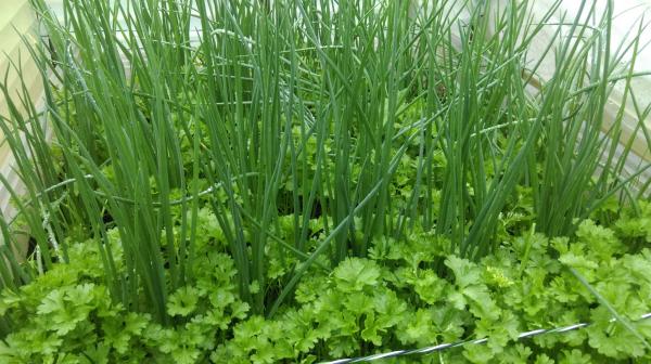 Ông bố Việt sở hữu vườn rau sạch ăn quanh năm không hết ở Đức - 5 Ông bố Việt sở hữu vườn rau sạch ăn quanh năm không hết ở Đức - 5