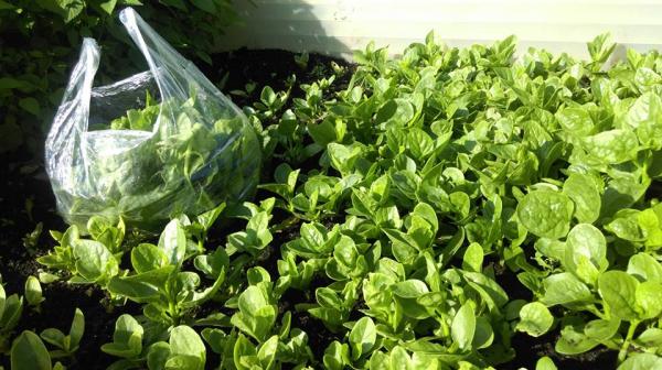 Ông bố Việt sở hữu vườn rau sạch ăn quanh năm không hết ở Đức - 6 Ông bố Việt sở hữu vườn rau sạch ăn quanh năm không hết ở Đức - 6