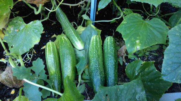 Ông bố Việt sở hữu vườn rau sạch ăn quanh năm không hết ở Đức - 7 Ông bố Việt sở hữu vườn rau sạch ăn quanh năm không hết ở Đức - 7