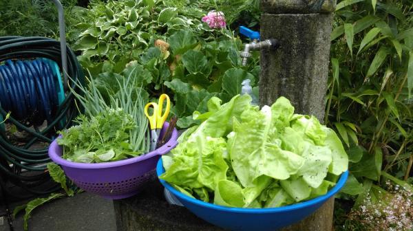 Ông bố Việt sở hữu vườn rau sạch ăn quanh năm không hết ở Đức - 8 Ông bố Việt sở hữu vườn rau sạch ăn quanh năm không hết ở Đức - 8