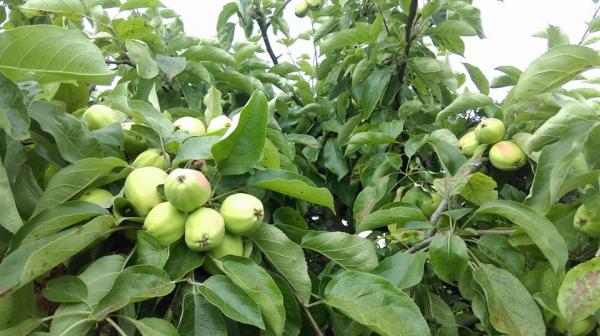 Ông bố Việt sở hữu vườn rau sạch ăn quanh năm không hết ở Đức - 10 Ông bố Việt sở hữu vườn rau sạch ăn quanh năm không hết ở Đức - 10