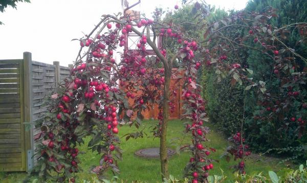 Ông bố Việt sở hữu vườn rau sạch ăn quanh năm không hết ở Đức - 11 Ông bố Việt sở hữu vườn rau sạch ăn quanh năm không hết ở Đức - 11