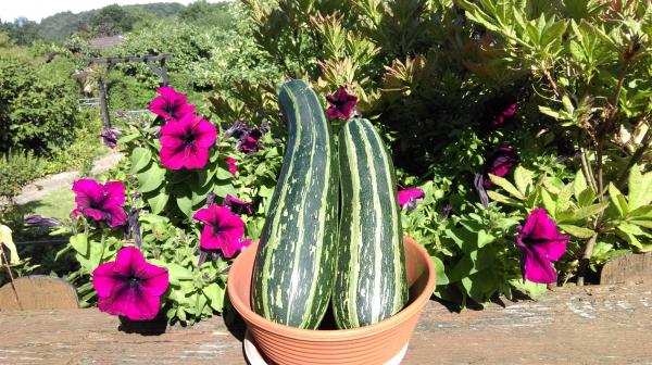 Ông bố Việt sở hữu vườn rau sạch ăn quanh năm không hết ở Đức - 9 Ông bố Việt sở hữu vườn rau sạch ăn quanh năm không hết ở Đức - 9