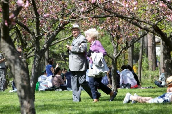 Khoảng 25.000 du khách đến Lễ hội Hoa Anh đào lần 12 ở Berlin - 1 Khoảng 25.000 du khách đến Lễ hội Hoa Anh đào lần 12 ở Berlin - 1