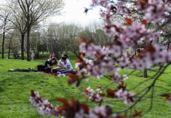 Khoảng 25.000 du khách đến Lễ hội Hoa Anh đào lần 12 ở Berlin - 4 Khoảng 25.000 du khách đến Lễ hội Hoa Anh đào lần 12 ở Berlin - 4
