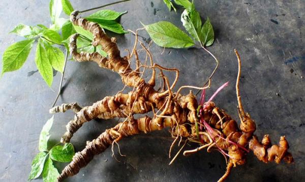 Việt Nam có sâm tốt nhất thế giới, ‘khắc tinh’ của ung thư - 0 Việt Nam có sâm tốt nhất thế giới, ‘khắc tinh’ của ung thư - 0