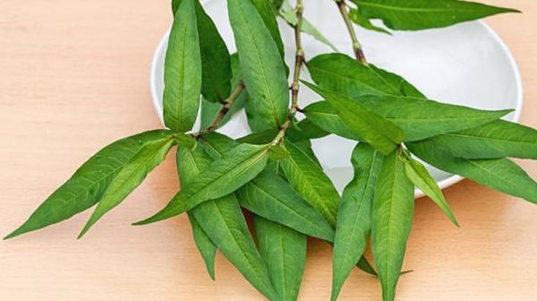 3 loại rau thơm bình dân nhưng có dược tính mạnh mẽ nhất - 0 3 loại rau thơm bình dân nhưng có dược tính mạnh mẽ nhất - 0