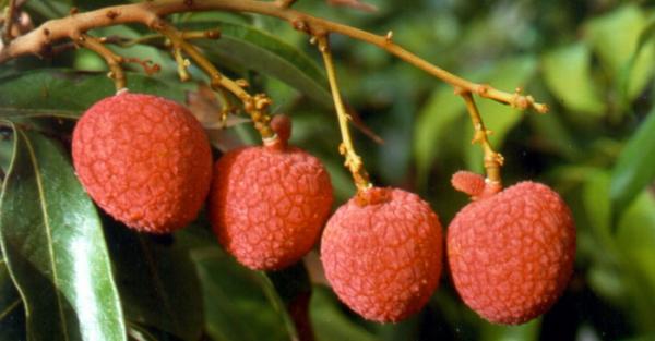 6 bài thuốc hay từ quả vải: Phòng sỏi mật, chữa đau dạ dày mạn tính… - 0 6 bài thuốc hay từ quả vải: Phòng sỏi mật, chữa đau dạ dày mạn tính… - 0