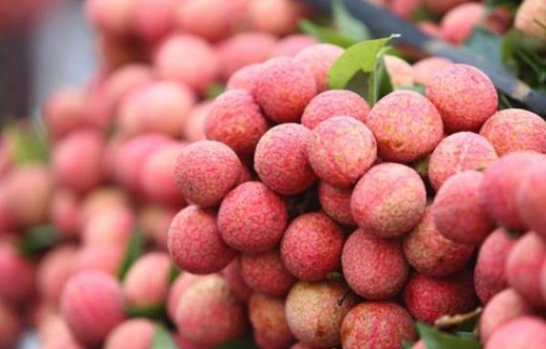 6 bài thuốc hay từ quả vải: Phòng sỏi mật, chữa đau dạ dày mạn tính… - 3 6 bài thuốc hay từ quả vải: Phòng sỏi mật, chữa đau dạ dày mạn tính… - 3