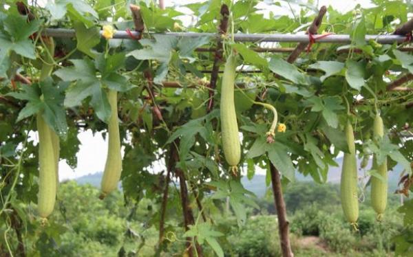 Học người xưa 6 bí quyết trị tàn nhang từ thiên nhiên ngay tại nhà - 4 Học người xưa 6 bí quyết trị tàn nhang từ thiên nhiên ngay tại nhà - 4