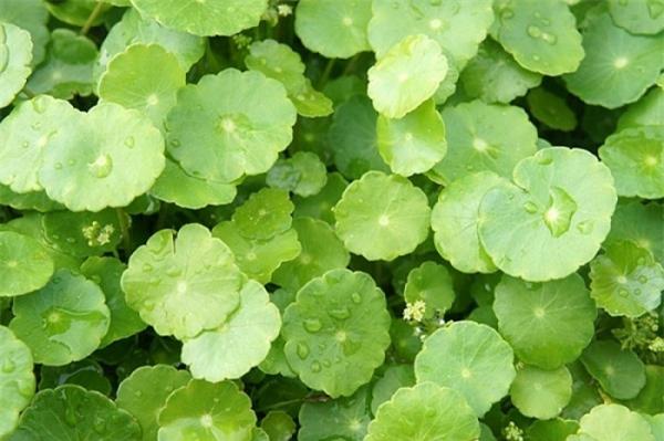 Một nhúm rau má mỗi ngày giúp đẩy lùi căng thẳng, tốt cho tim mạch - 1 Một nhúm rau má mỗi ngày giúp đẩy lùi căng thẳng, tốt cho tim mạch - 1