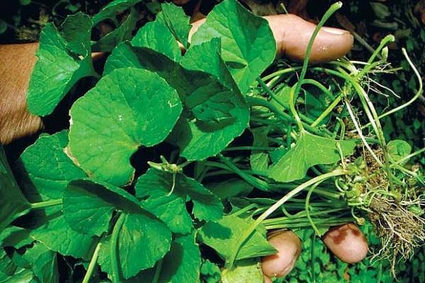 Một nhúm rau má mỗi ngày giúp đẩy lùi căng thẳng, tốt cho tim mạch - 3 Một nhúm rau má mỗi ngày giúp đẩy lùi căng thẳng, tốt cho tim mạch - 3