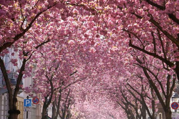 Phố cổ rực hồng sắc hoa anh đào ở Đức - 0