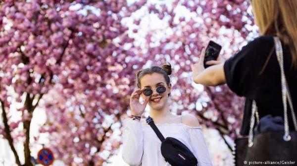 Phố cổ rực hồng sắc hoa anh đào ở Đức - 4