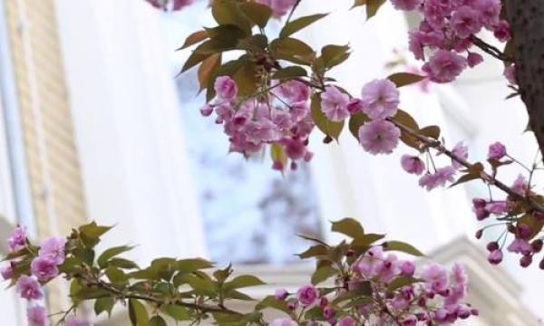 Phố cổ rực hồng sắc hoa anh đào ở Đức - 1