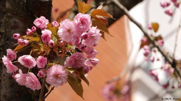 Phố cổ rực hồng sắc hoa anh đào ở Đức - 6