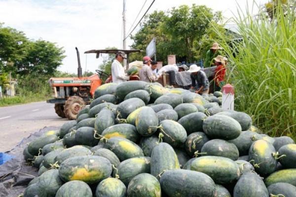 Thương lái Trung Quốc dừng mua, dưa hấu ứ đọng ở Quảng Nam và Quảng Ngãi - 1 Thương lái Trung Quốc dừng mua, dưa hấu ứ đọng ở Quảng Nam và Quảng Ngãi - 1