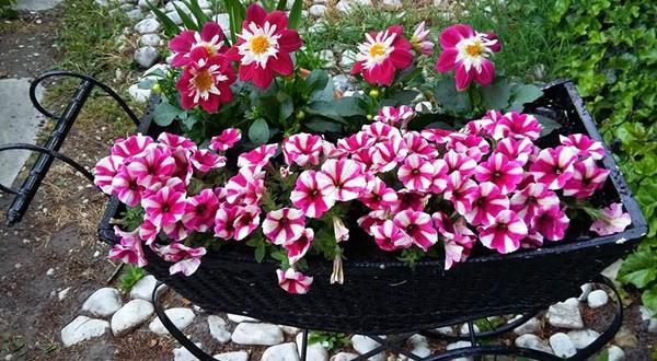 “Chốn thiên đường” 500m² giữa nước Đức của mẹ Việt có ông chồng tâm lý giúp chặt cây, xây vườn - 11