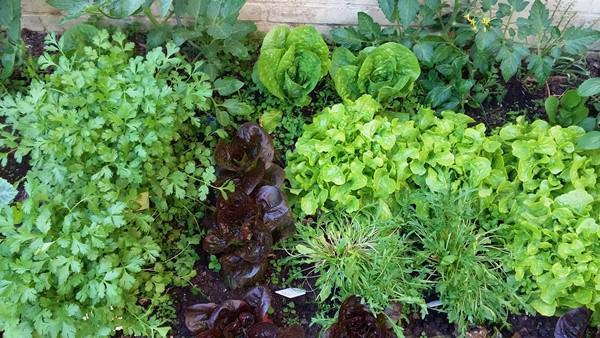 “Chốn thiên đường” 500m² giữa nước Đức của mẹ Việt có ông chồng tâm lý giúp chặt cây, xây vườn - 8