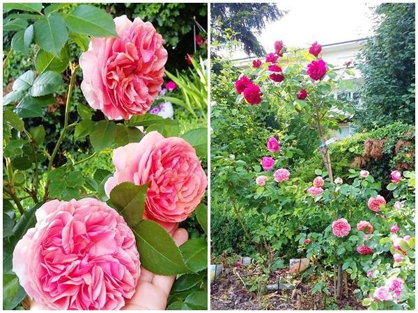 “Chốn thiên đường” 500m² giữa nước Đức của mẹ Việt có ông chồng tâm lý giúp chặt cây, xây vườn - 12