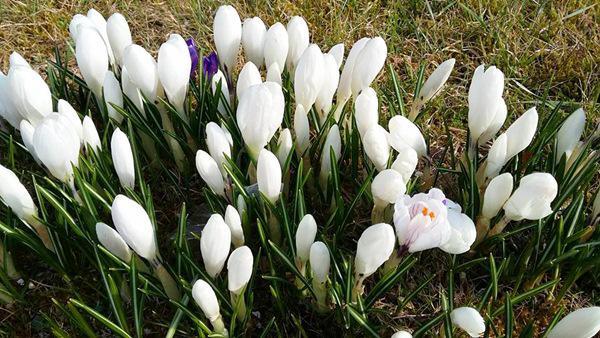 “Chốn thiên đường” 500m² giữa nước Đức của mẹ Việt có ông chồng tâm lý giúp chặt cây, xây vườn - 10