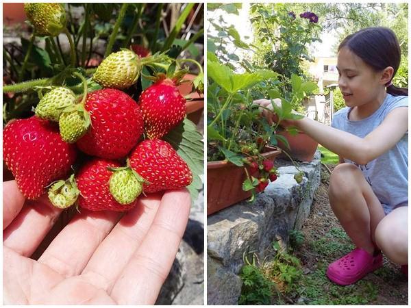 “Chốn thiên đường” 500m² giữa nước Đức của mẹ Việt có ông chồng tâm lý giúp chặt cây, xây vườn - 7