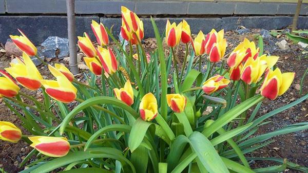 “Chốn thiên đường” 500m² giữa nước Đức của mẹ Việt có ông chồng tâm lý giúp chặt cây, xây vườn - 9