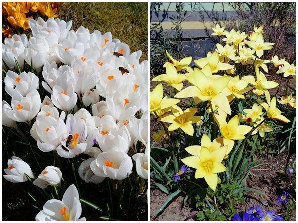 “Chốn thiên đường” 500m² giữa nước Đức của mẹ Việt có ông chồng tâm lý giúp chặt cây, xây vườn - 6