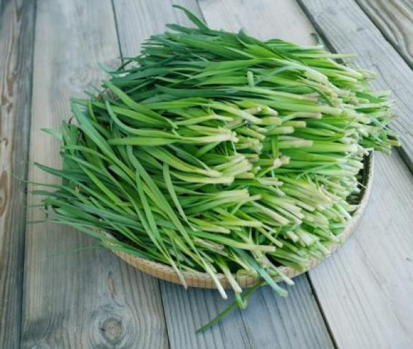 Rau hẹ – kháng sinh tự nhiên chống khuẩn, trị ho cho cả nhà - 1 Rau hẹ – kháng sinh tự nhiên chống khuẩn, trị ho cho cả nhà - 1