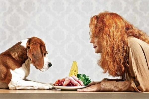 Các nhà khoa học xác thực chó có thể nhận diện người xấu - 2