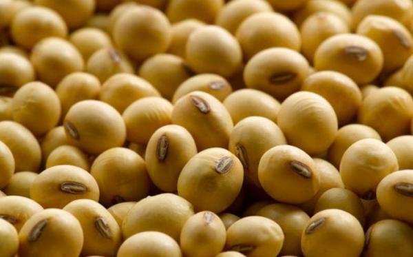 Tàu Mỹ đổ 80.000 tấn đậu tương xuống biển Trung Quốc - 0 Tàu Mỹ đổ 80.000 tấn đậu tương xuống biển Trung Quốc - 0