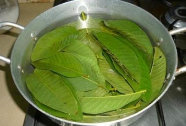 Bài thuốc chữa tiểu đường không tốn kém từ lá ổi - 1 Bài thuốc chữa tiểu đường không tốn kém từ lá ổi - 1