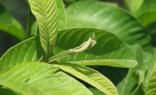 Bài thuốc chữa tiểu đường không tốn kém từ lá ổi - 0 Bài thuốc chữa tiểu đường không tốn kém từ lá ổi - 0