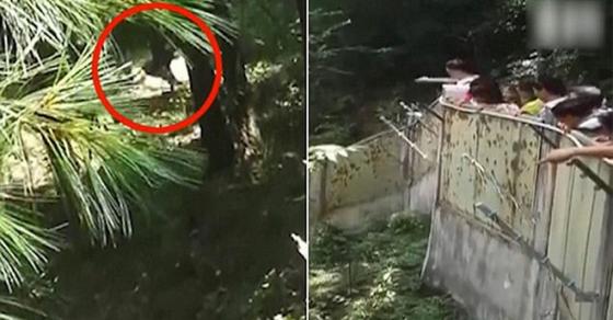 42 1 Het Vat Duoi Cong Du Khach Trung Quoc Lai Tiep Tuc Nem Da Vao Gau Truc Trong Khu Bao Ton