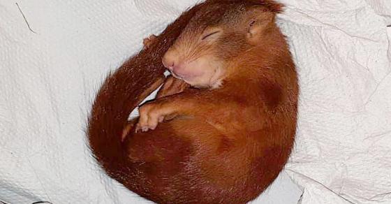 42 1 Thanh Nien O Duc Bi Con Soc Con Bam Duoi So Qua Phai Goi Canh Sat Den Cuu