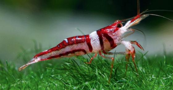 42 1 Tom Cang De Doa He Sinh Thai Nuoc Ngot O Duc