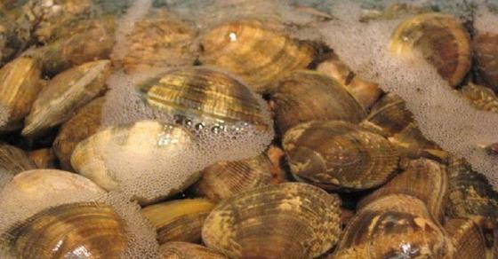 Người Nhật chỉ mất 10 phút để nghêu, sò nhả hết cát, rau héo được “hồi sinh”, thịt cá tươi roi rói nhờ cách pha nước đơn giản không ngờ