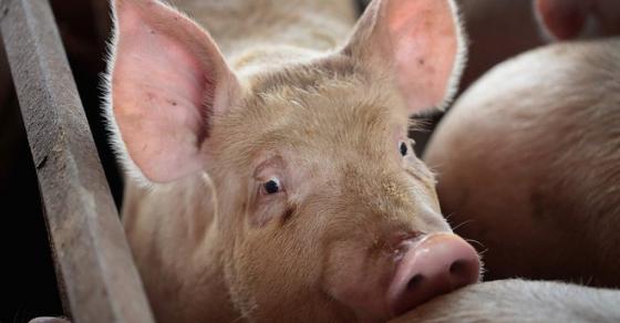 Trung Quốc: Đau đầu vì siêu virus trên lợn, nguy cơ đại dịch mới hoành hành Đông Nam Á - Ảnh 1. 42 1 Trung Quoc Dau Dau Vi Sieu Virus Tren Lon Nguy Co Dai Dich Moi Hoanh Hanh Dong Nam A
