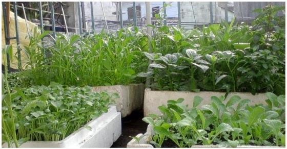 Bí quyết trồng rau bằng thùng xốp ăn hoài không hết