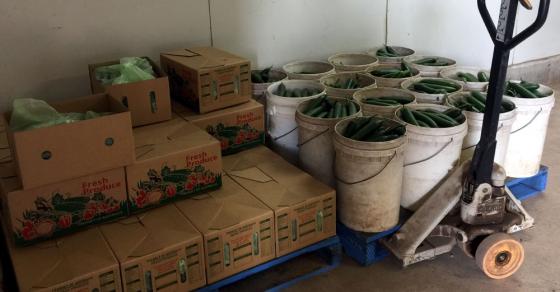 {title} 42 3 Nguoi Dan Ong Viet Cuu Mang Ca Dong Ho Tren Dat Uc