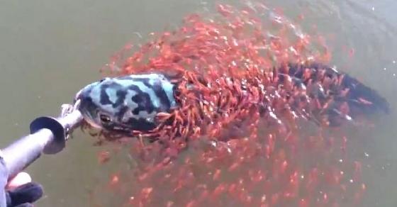 Cá mẹ bị mắc câu, đàn cá con vây quanh cầu cứu khiến người nông dân động lòng