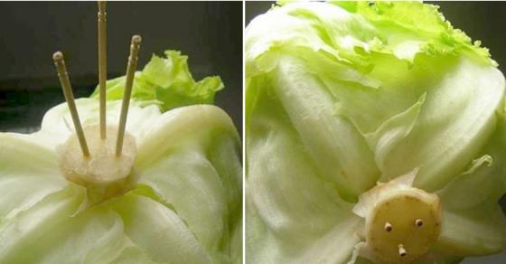Cắm 3 que tăm vào cuống xà lách rồi ấn thật sâu, bạn sẽ tiếc nuối vì không biết mẹo này sớm hơn