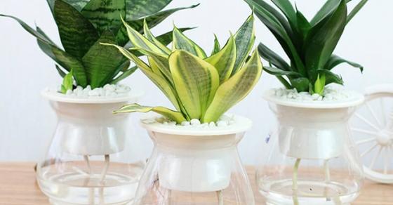 9 loại cây RẤT DỄ TRỒNG hút khí độc trong nhà và lợi phong thủy cho gia chủ