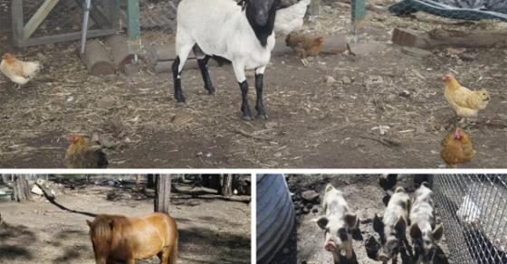 42 9 Vo Viet Chong Uc Tu Yeu Xa Den Dung Cam Bo Pho Ve Nuoi Heo Chan Cuu