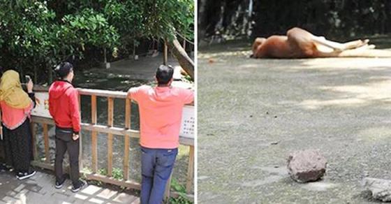 42 1 Du Khach Trung Quoc Cam Da Nem Kangaroo Den Tu Vong Nguyen Nhan Chung Toi Chi Muon Xem No Nhay