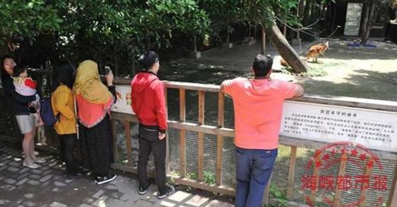 42 2 Du Khach Trung Quoc Cam Da Nem Kangaroo Den Tu Vong Nguyen Nhan Chung Toi Chi Muon Xem No Nhay